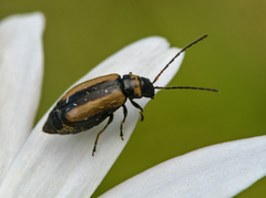 Calomicrus circumfusus