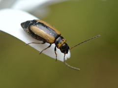 Calomicrus circumfusus