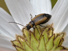 Calomicrus circumfusus