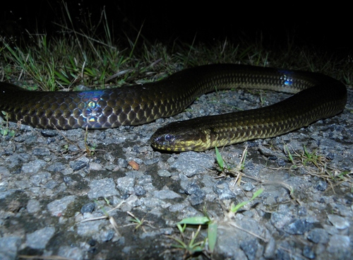 Photo of a South American Pond Snake (plicatilis) (Pseudoeryx plicatilis)