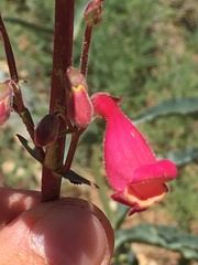 Penstemon floridus austinii