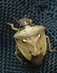Eysarcoris aeneus