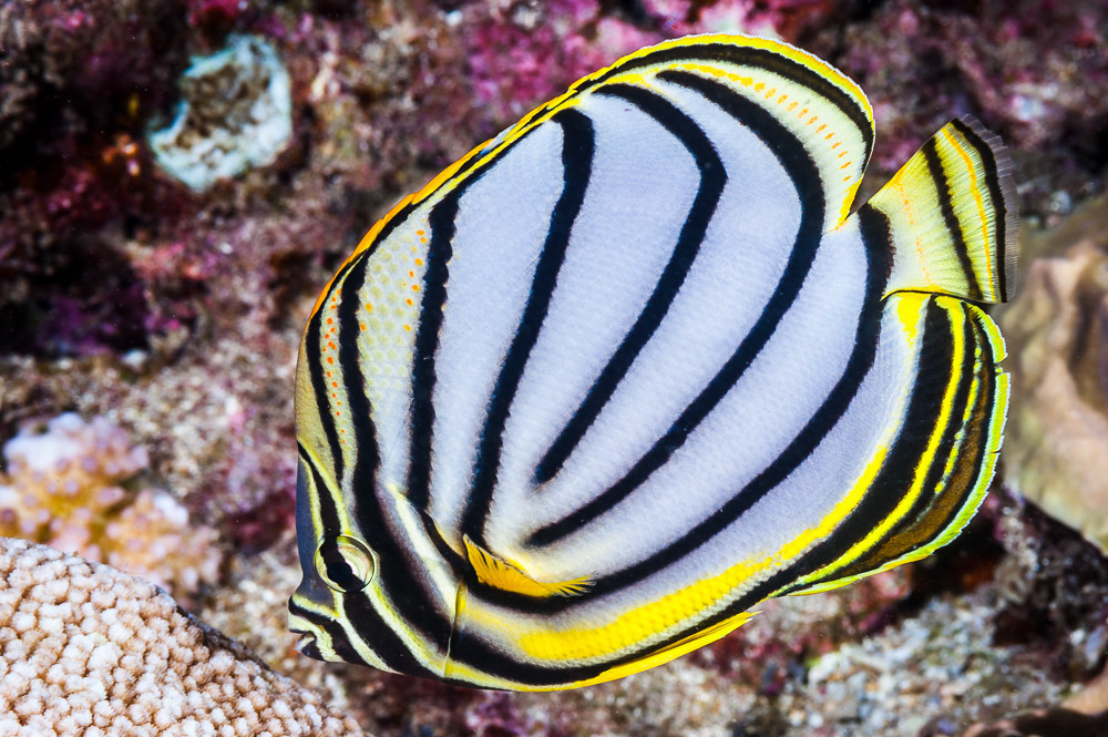Scrawled butterflyfish