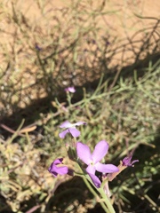 Matthiola sinuata