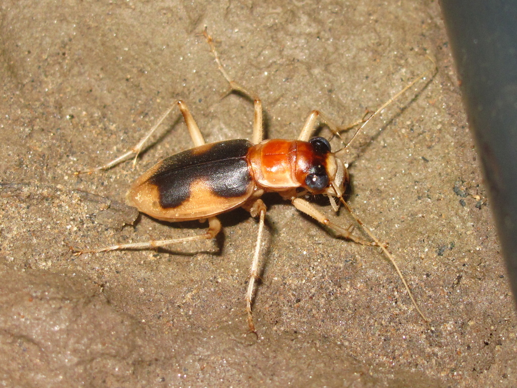 Phaeoxantha