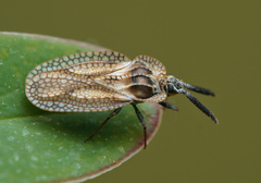 Dictyonota strichnocera