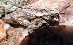 Dracotettix monstrosus