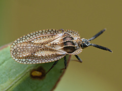 Dictyonota strichnocera