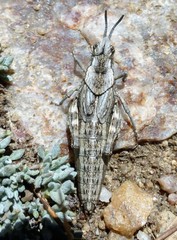 Dracotettix monstrosus