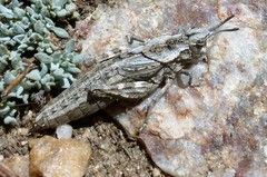 Dracotettix monstrosus