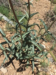 Penstemon floridus austinii