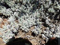 Eriogonum kennedyi