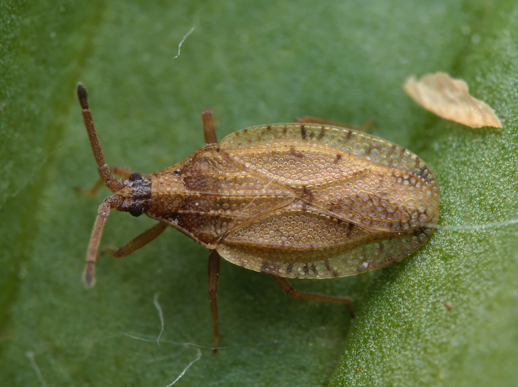 Catoplatus fabricii