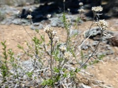Eriogonum kennedyi