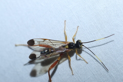 Spilopteron occiputale