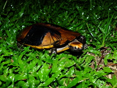 Platemys platycephala