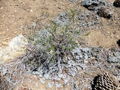 Eriogonum kennedyi