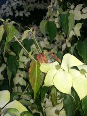 Cornus kousa