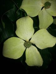 Cornus kousa
