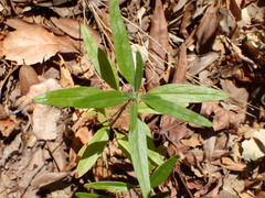 Monardella hypoleuca hypoleuca