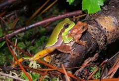 Hyla andersonii