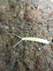 Symphyla