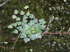 Trapa natans bispinosa