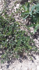 Andrachne telephioides