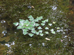 Trapa natans bispinosa