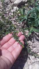 Andrachne telephioides