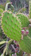 Opuntia puberula