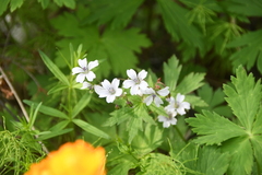 Geranium krylovii
