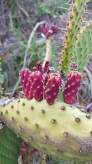 Opuntia puberula