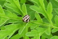 Calligrapha californica