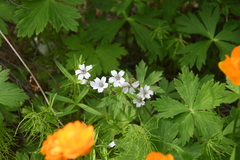 Geranium krylovii