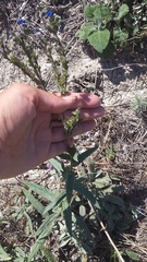 Anchusa leptophylla