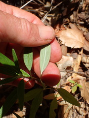 Monardella hypoleuca hypoleuca