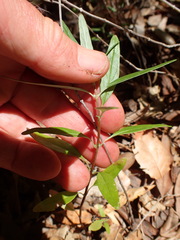 Monardella hypoleuca hypoleuca