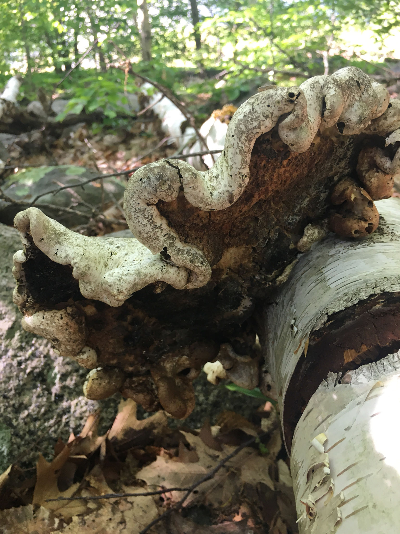 Piptoporus betulinus image