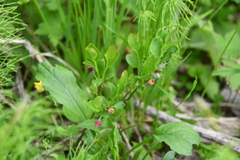 Vaccinium myrtillus