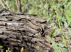 Masticophis schotti ruthveni