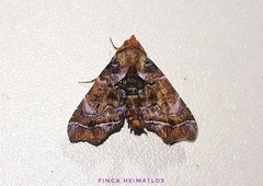 Cecharismena melicerta