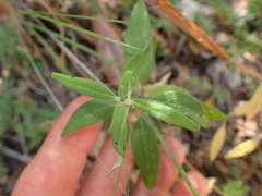 Monardella hypoleuca hypoleuca