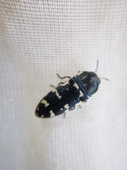 Acmaeodera obtusa