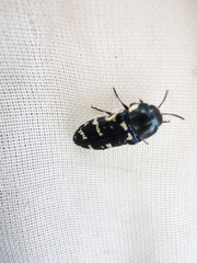 Acmaeodera obtusa