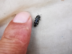 Acmaeodera obtusa