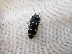 Acmaeodera obtusa