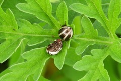 Calligrapha californica
