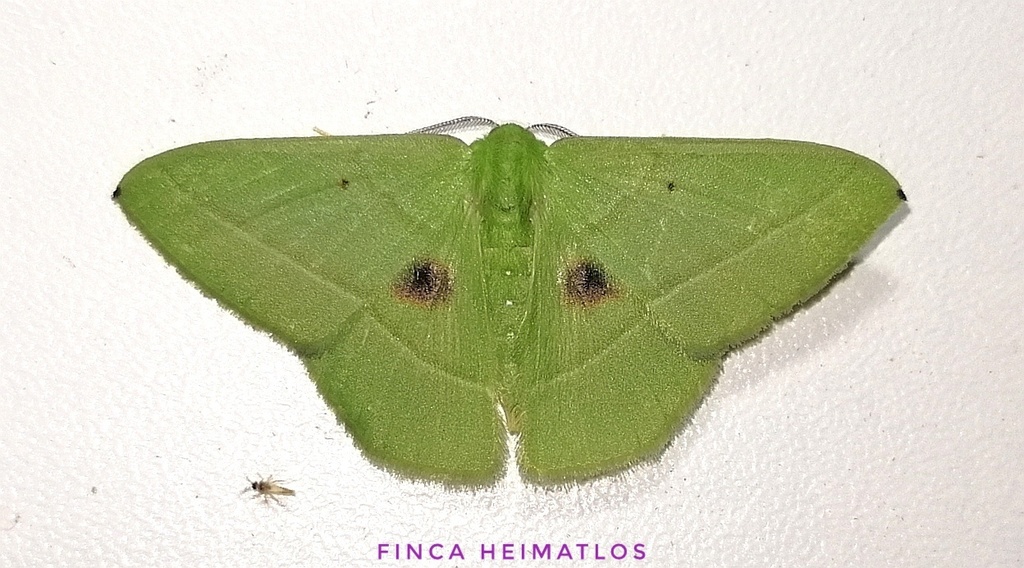 Phrudocentra discata