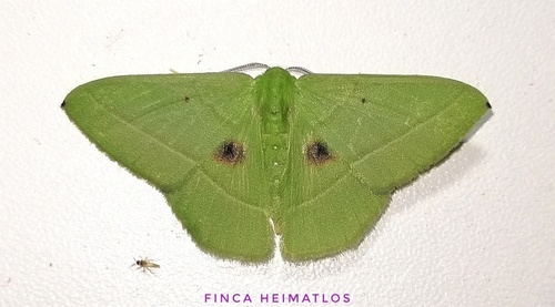 Phrudocentra discata